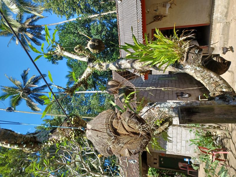 1-er-aout-des-rizieres-de-babi-aux-bains-royaux-de-tirtagangga_10