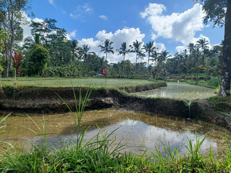 les-rizieres-de-sebatu_11