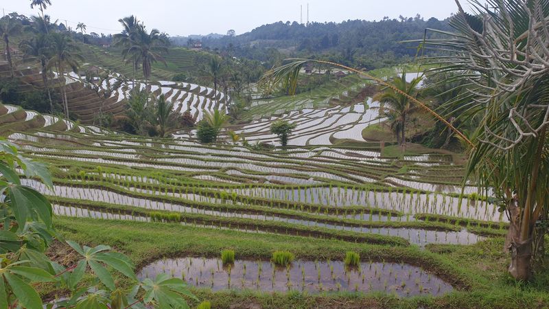 les-rizieres-de-belimbing_16