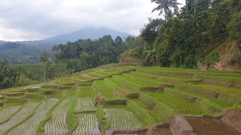 les-rizieres-de-belimbing_25
