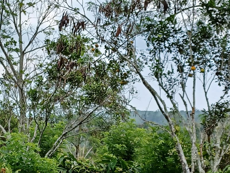 25-juillet-les-rizieres-de-pujungan-a-munduk_6