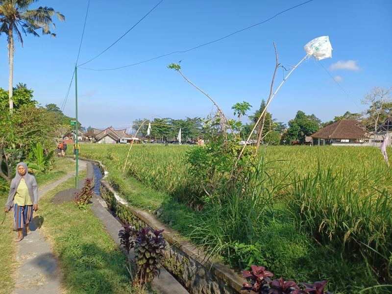 1-er-aout-des-rizieres-de-babi-aux-bains-royaux-de-tirtagangga_11