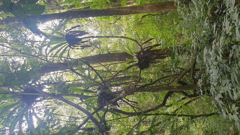 la-foret-tropicale_4