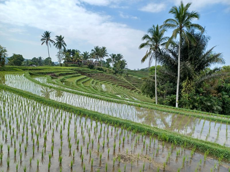 les-rizieres-de-belimbing_8
