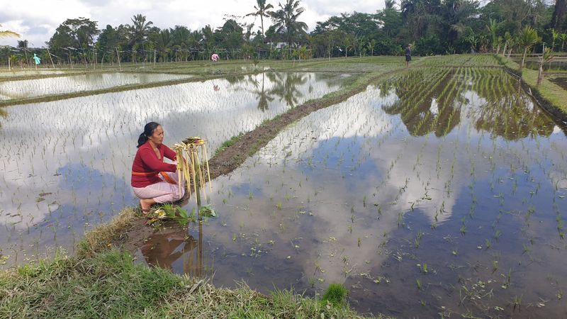 les-rizieres-de-sebatu_14