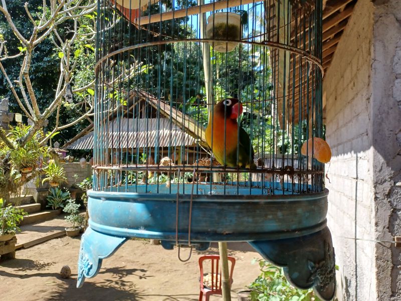 1-er-aout-des-rizieres-de-babi-aux-bains-royaux-de-tirtagangga_15