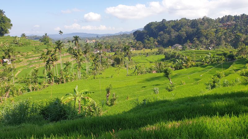 1-er-aout-des-rizieres-de-babi-aux-bains-royaux-de-tirtagangga_9