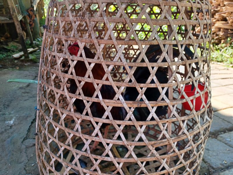 27-juillet-de-aoman-a-sebatu_4