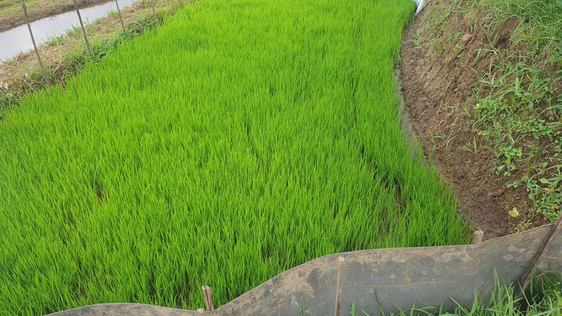 les-rizieres-de-belimbing_13