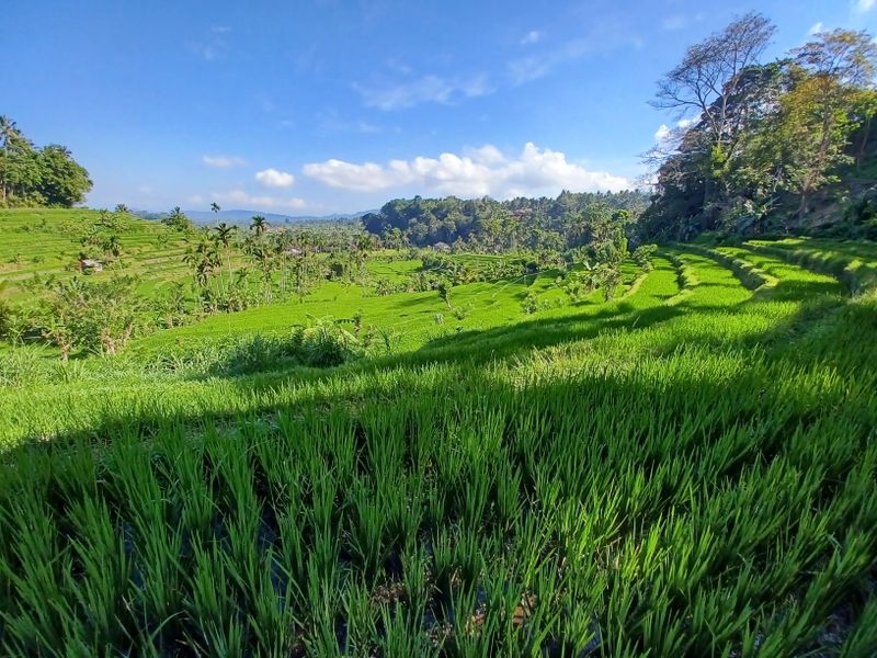 1-er-aout-des-rizieres-de-babi-aux-bains-royaux-de-tirtagangga_10
