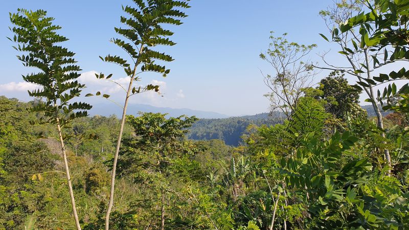 25-juillet-les-rizieres-de-pujungan-a-munduk_10