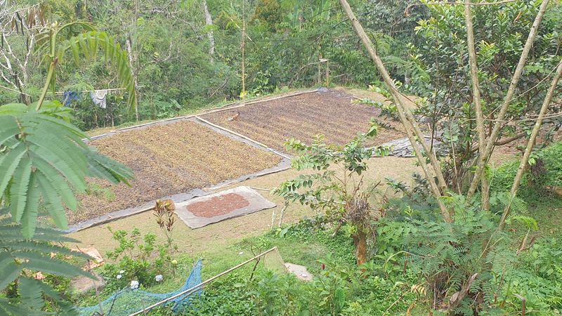 25-juillet-les-rizieres-de-pujungan-a-munduk_8