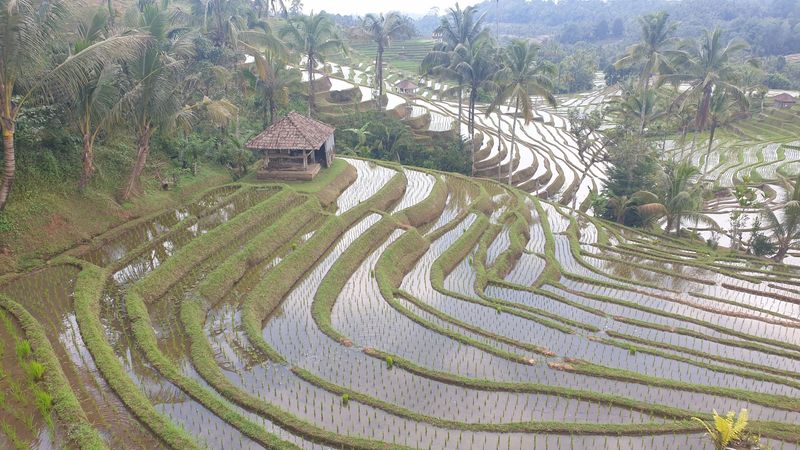 les-rizieres-de-belimbing_17