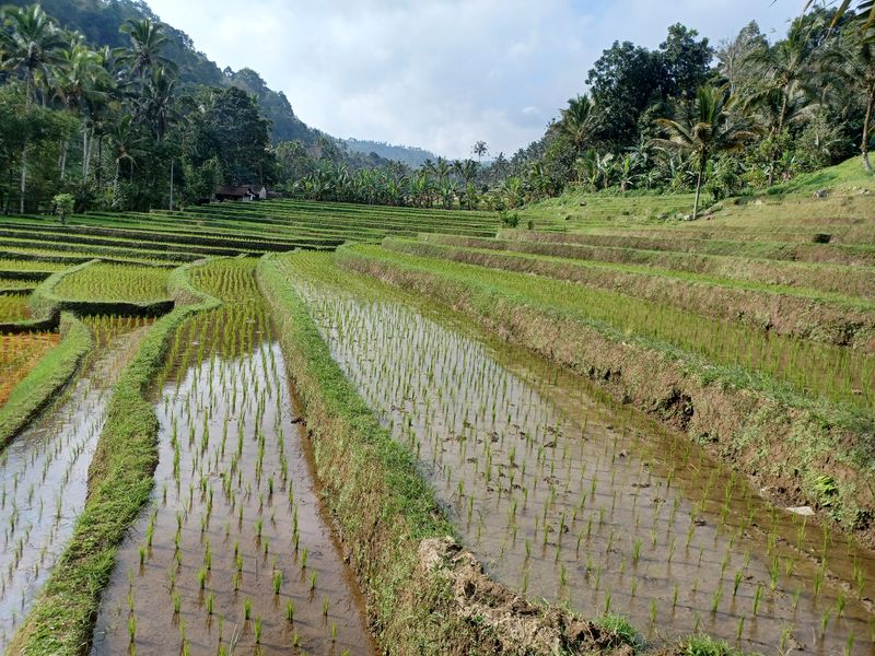 les-rizieres-de-belimbing_7