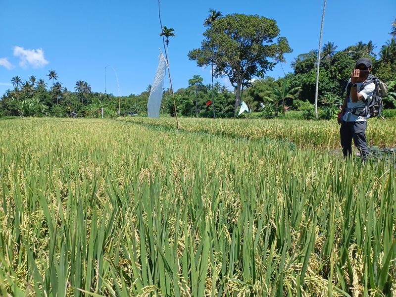 1-er-aout-des-rizieres-de-babi-aux-bains-royaux-de-tirtagangga_15