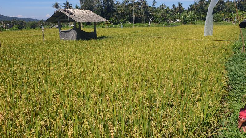 1-er-aout-des-rizieres-de-babi-aux-bains-royaux-de-tirtagangga_17