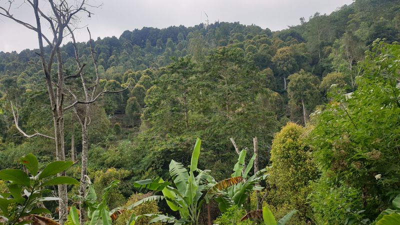 25-juillet-les-rizieres-de-pujungan-a-munduk_15