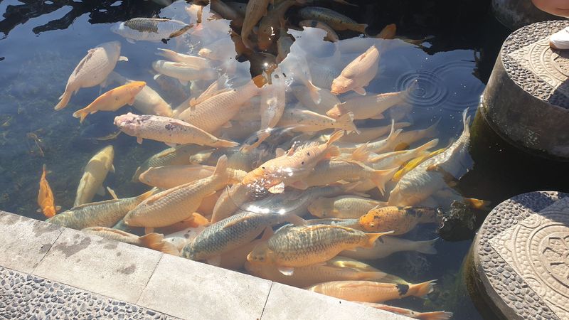 bains-royaux-de-tirtagangga_4