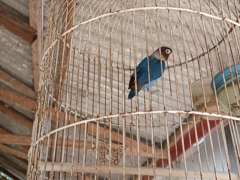 1-er-aout-des-rizieres-de-babi-aux-bains-royaux-de-tirtagangga_16