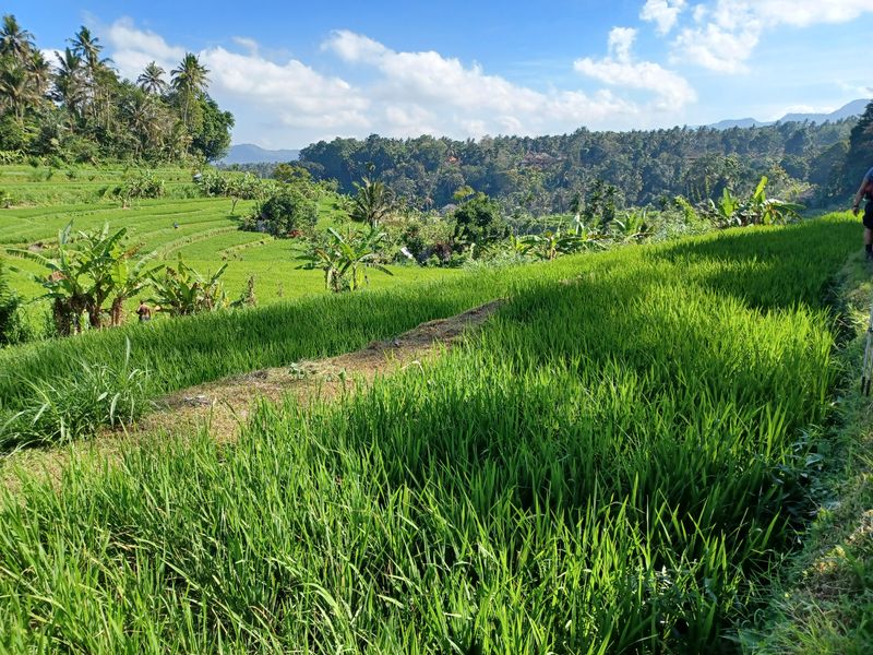1-er-aout-des-rizieres-de-babi-aux-bains-royaux-de-tirtagangga_6
