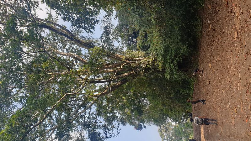 les-rizieres-de-belimbing_5