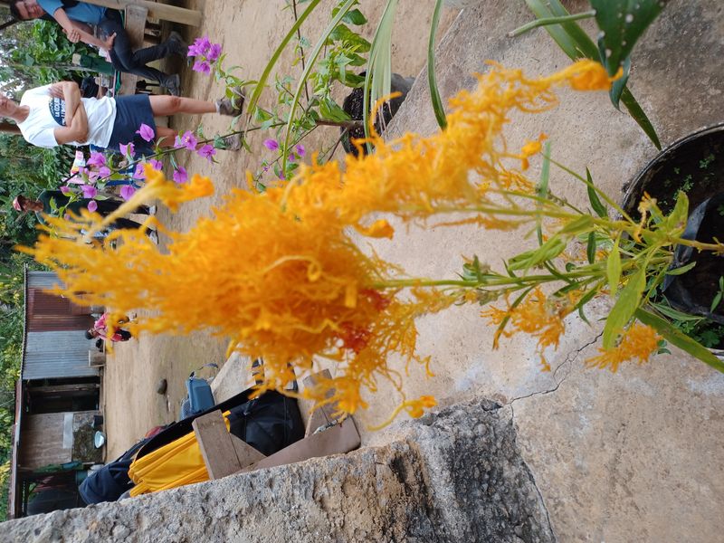 25-juillet-les-rizieres-de-pujungan-a-munduk_4