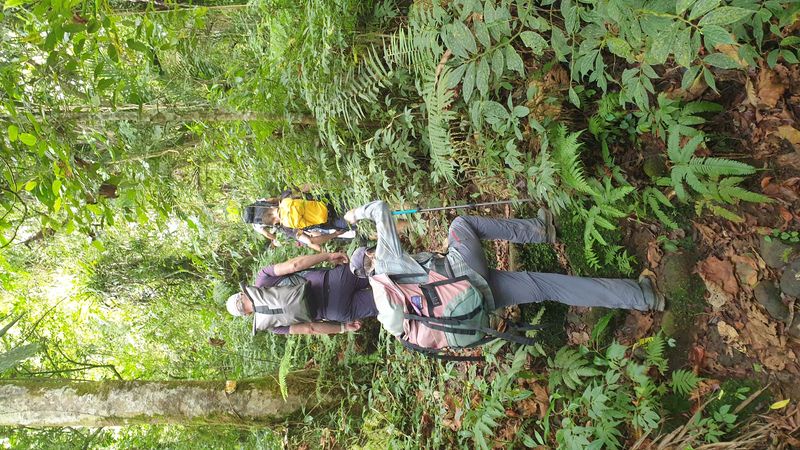 la-foret-tropicale_2