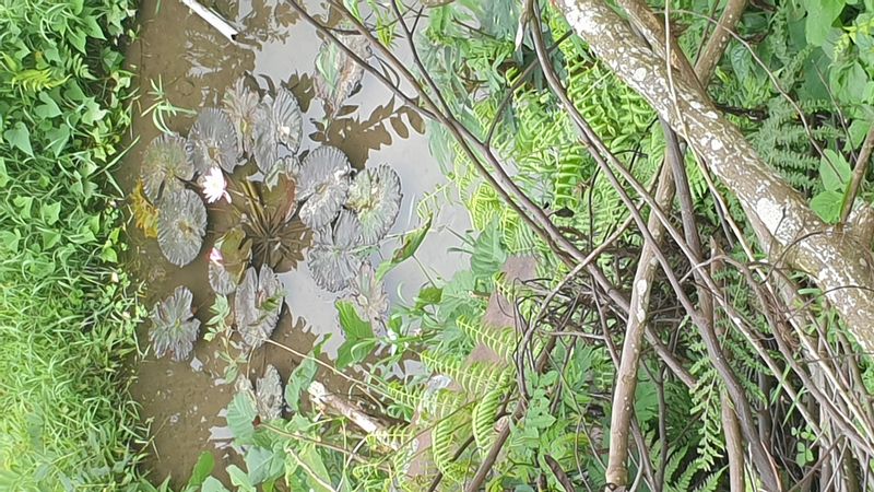 25-juillet-les-rizieres-de-pujungan-a-munduk_7