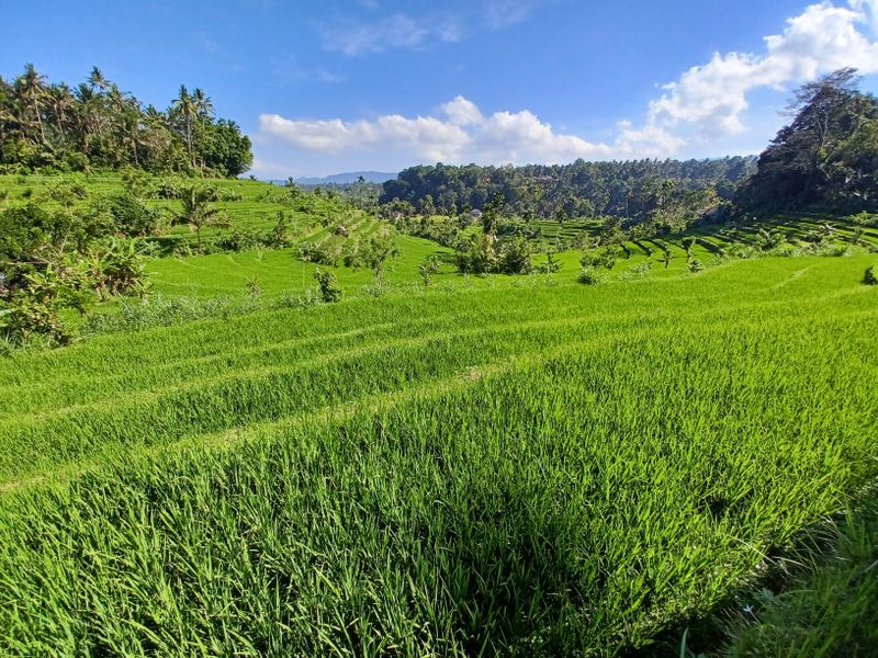 1-er-aout-des-rizieres-de-babi-aux-bains-royaux-de-tirtagangga_8