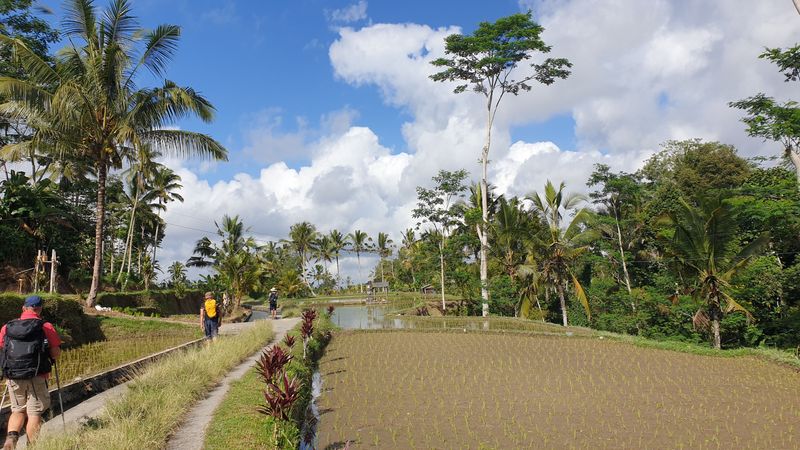 les-rizieres-de-sebatu_5