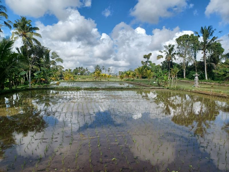 les-rizieres-de-sebatu_10