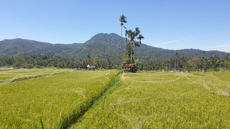 1-er-aout-des-rizieres-de-babi-aux-bains-royaux-de-tirtagangga_24
