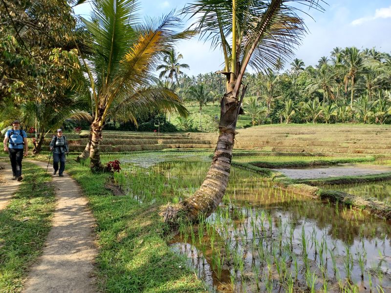 les-rizieres-de-belimbing_13