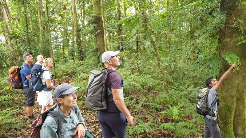 la-foret-tropicale_6