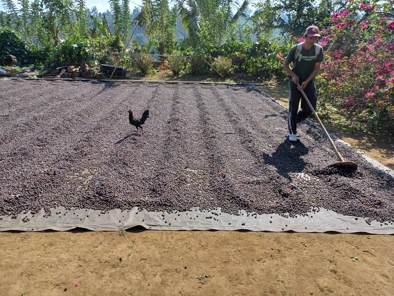 25-juillet-les-rizieres-de-pujungan-a-munduk_12