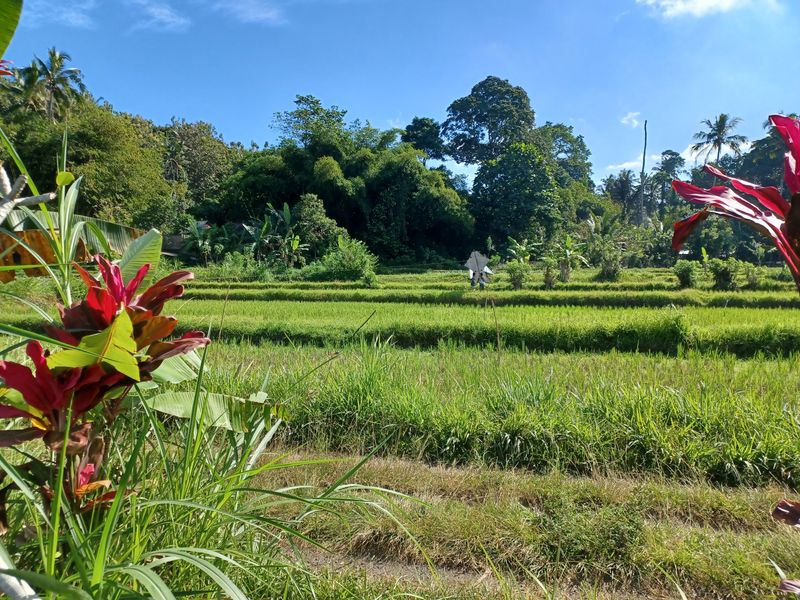 1-er-aout-des-rizieres-de-babi-aux-bains-royaux-de-tirtagangga_4