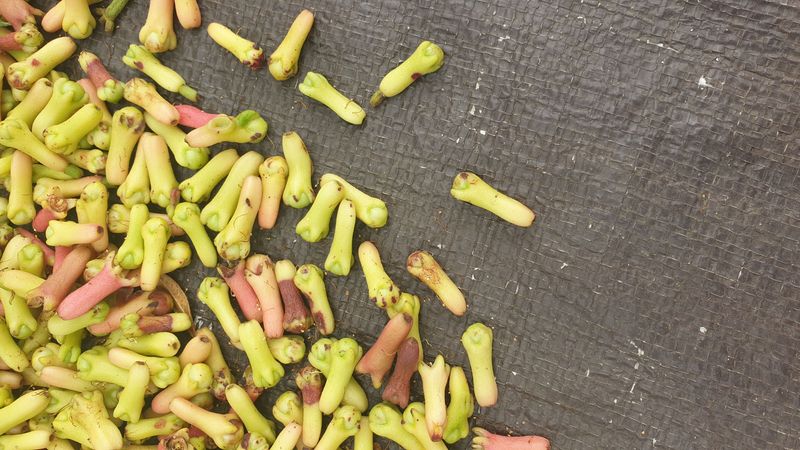 25-juillet-les-rizieres-de-pujungan-a-munduk_3