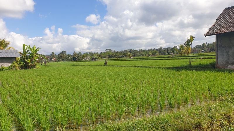 les-rizieres-de-sebatu_16