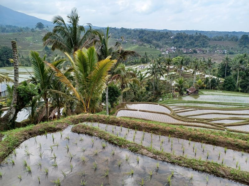 les-rizieres-de-belimbing_2