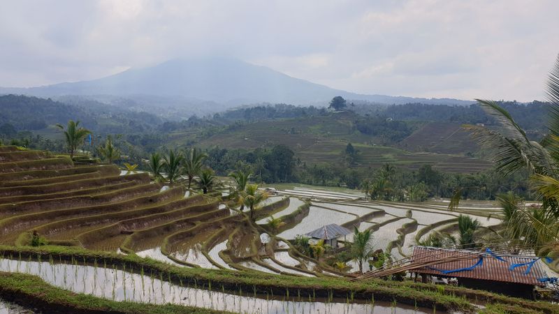 les-rizieres-de-belimbing_4