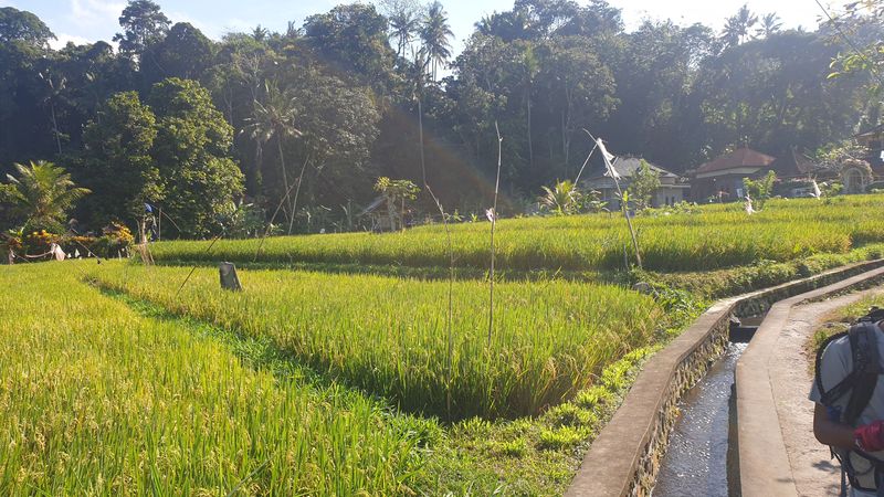 1-er-aout-des-rizieres-de-babi-aux-bains-royaux-de-tirtagangga_12