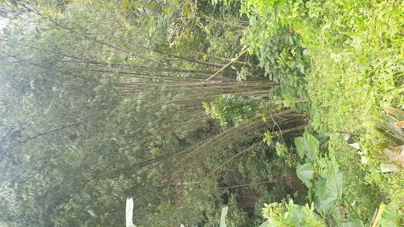 25-juillet-les-rizieres-de-pujungan-a-munduk_7