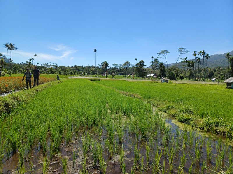 1-er-aout-des-rizieres-de-babi-aux-bains-royaux-de-tirtagangga_22