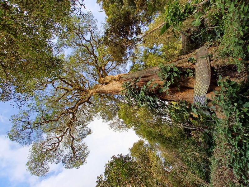 25-juillet-les-rizieres-de-pujungan-a-munduk_23