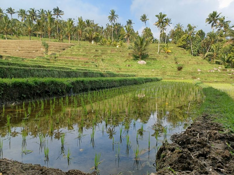 les-rizieres-de-belimbing_11