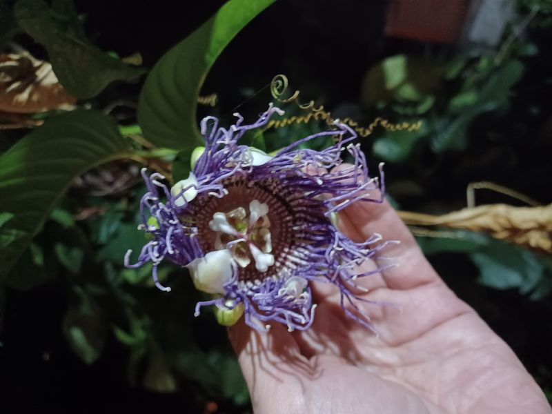 25-juillet-les-rizieres-de-pujungan-a-munduk_27