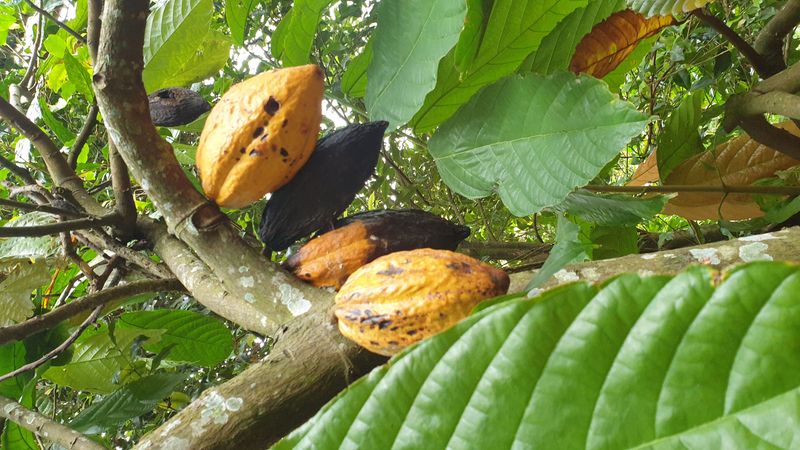 25-juillet-les-rizieres-de-pujungan-a-munduk_8