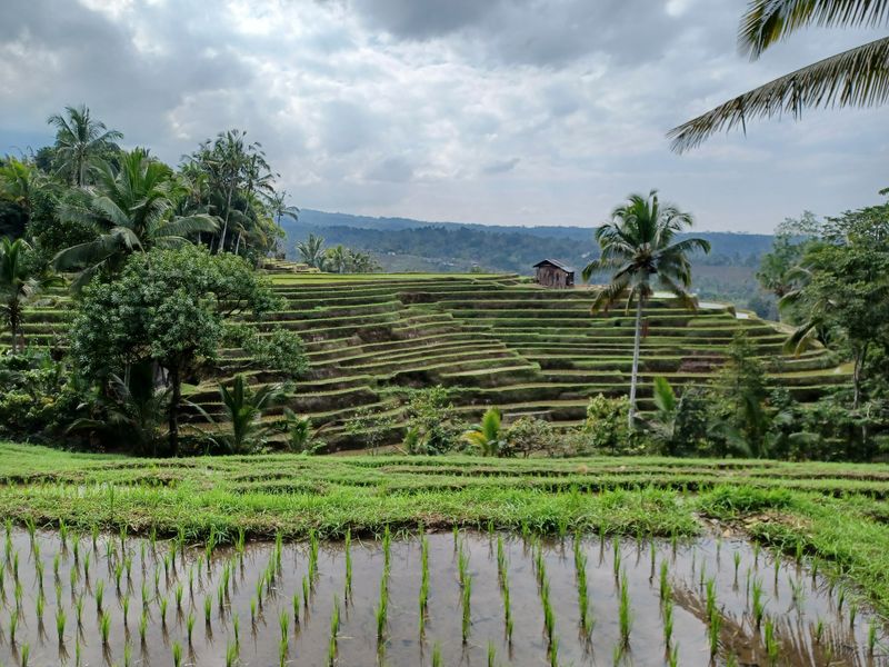 les-rizieres-de-belimbing_2