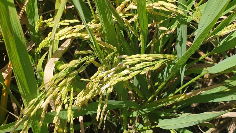 1-er-aout-des-rizieres-de-babi-aux-bains-royaux-de-tirtagangga_16