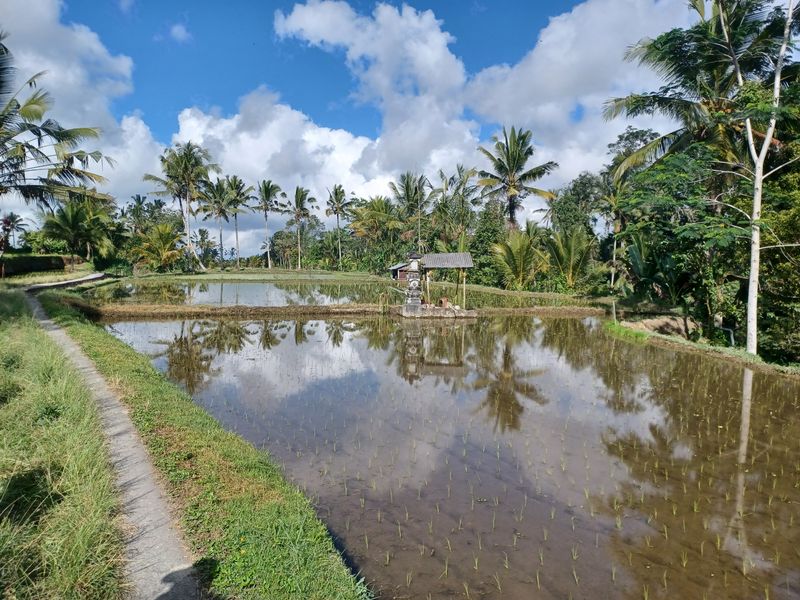 les-rizieres-de-sebatu_8